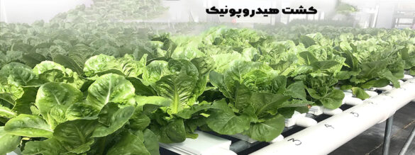 کشت هیدروپونیک