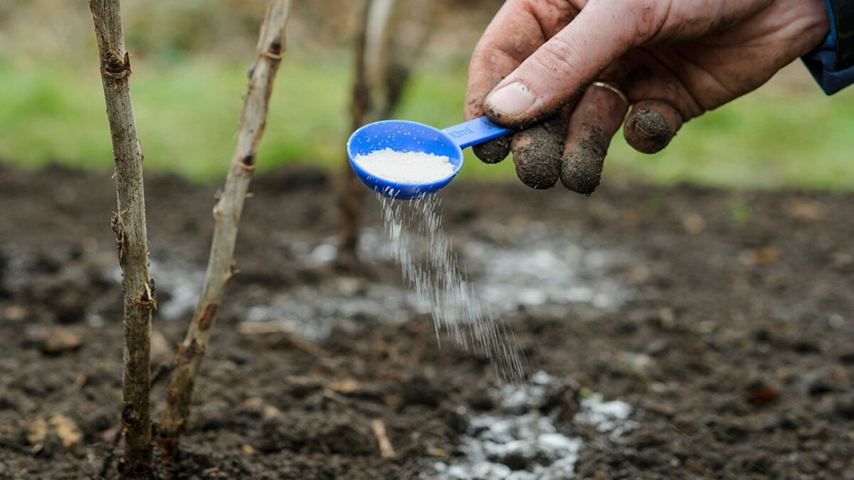 مقایسه نیترات پتاسیم با سایر کودهای پتاسیمی