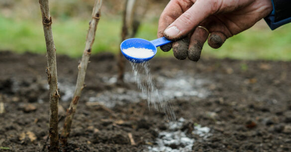 نیترات پتاسیم