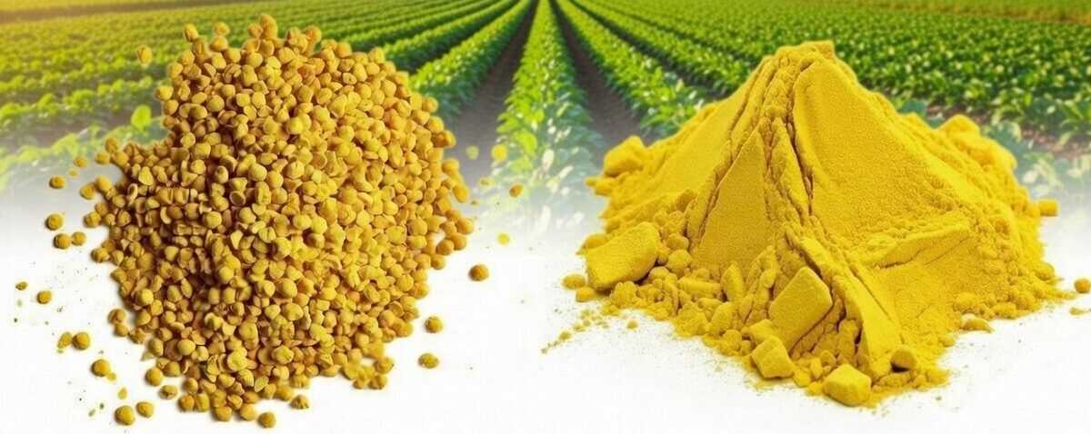 گوگرد گرانوله یا گوگرد پودری؟ کدام گزینه برای اصلاح خاک و کشاورزی بهتر است؟